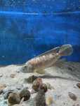 muszlowce Lamprologus Callipterus 'Sibwesa' tanganika