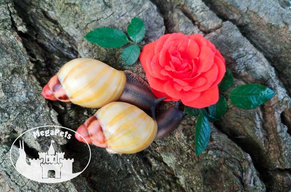 Archachatina marginata grevillei Ślimaki Achatina Lissachatina Terra