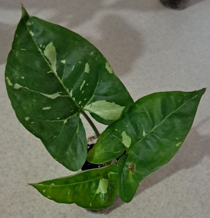 Пропоную кімнатні квіти