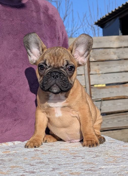 Цуценята французького бульдога з документами КСУ