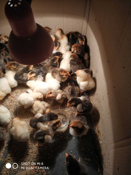 Кури, курчата віандота різних окрасів