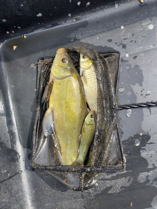 Narybek kroczek karaś pospolity