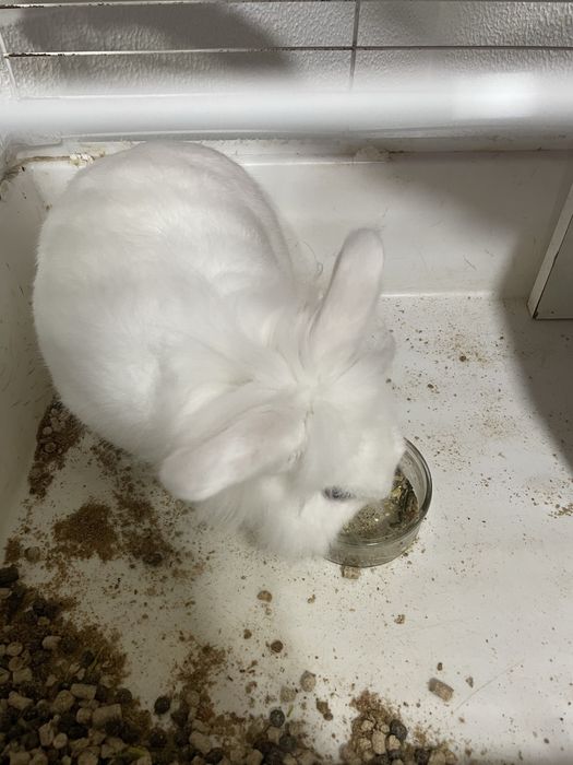 Coelho Anão para doar