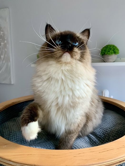 Ragdoll kocurek Oreo z rodowodem FPL/FIFE z domowej hodowli