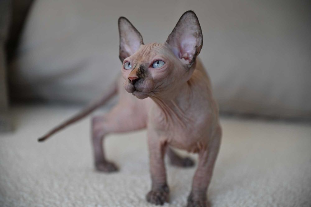 Piękna Figa - koteczka Sfinks