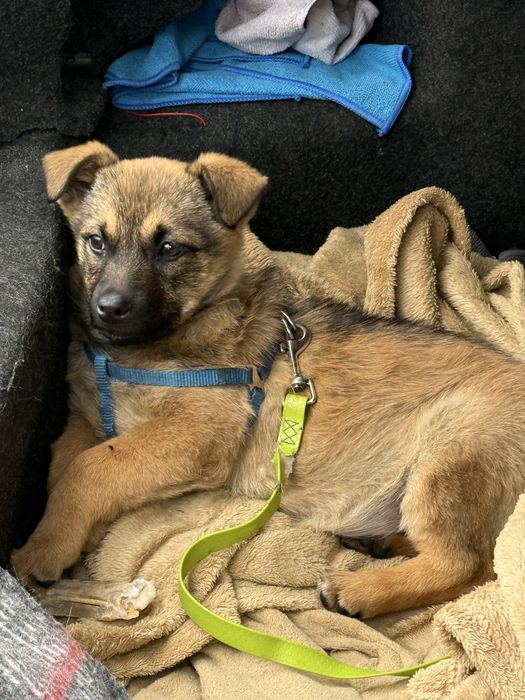 Віддам в добрі руки безкоштовно