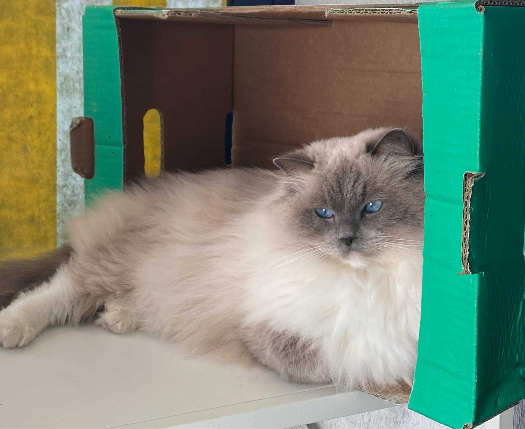 Gatinha Ragdoll com pedigree