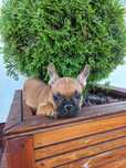 Buldog Francuski