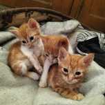 Dou gatos amarelos
