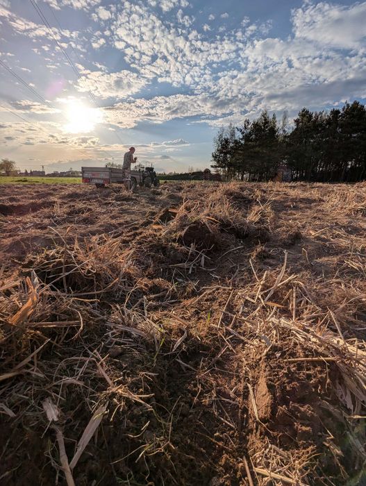 Największe Sadzonki Miskanta Olbrzymi Rhizomy Rizomy