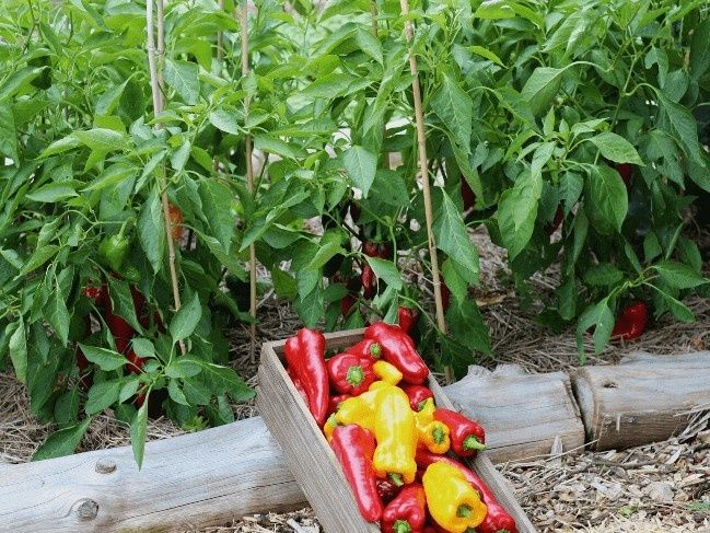 Насіння сортове болгарського перцю