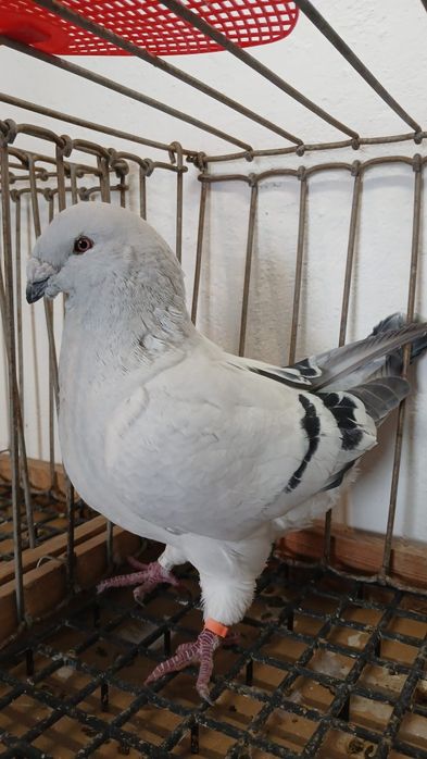 Gołąb Pocztowy Standard