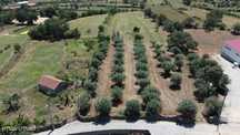 Quinta - Oledo