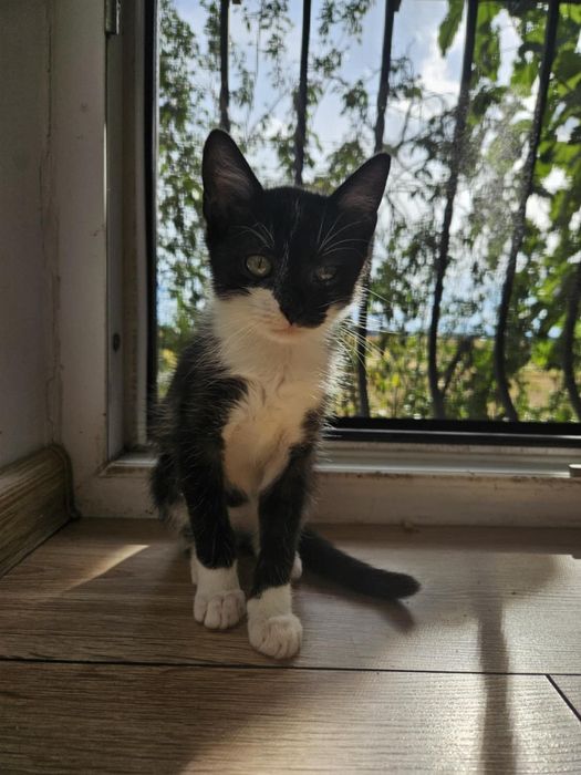 Rumi poleca się do adopcji
