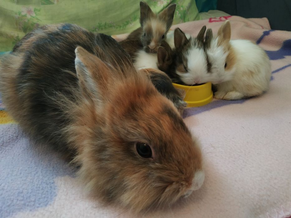 Карликові кролики