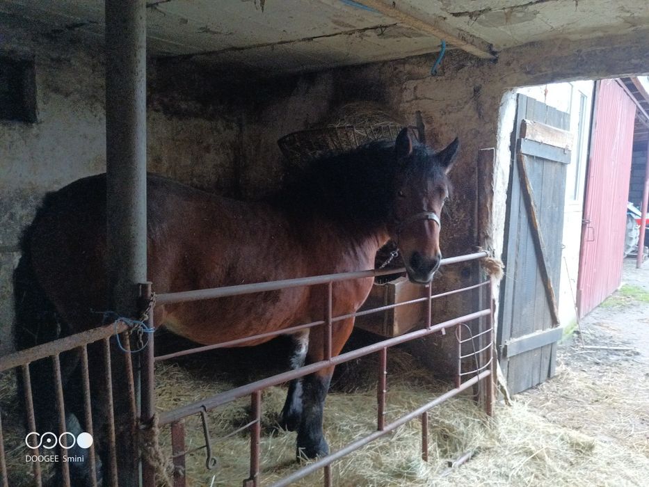 Żrebica zimnokrwiste