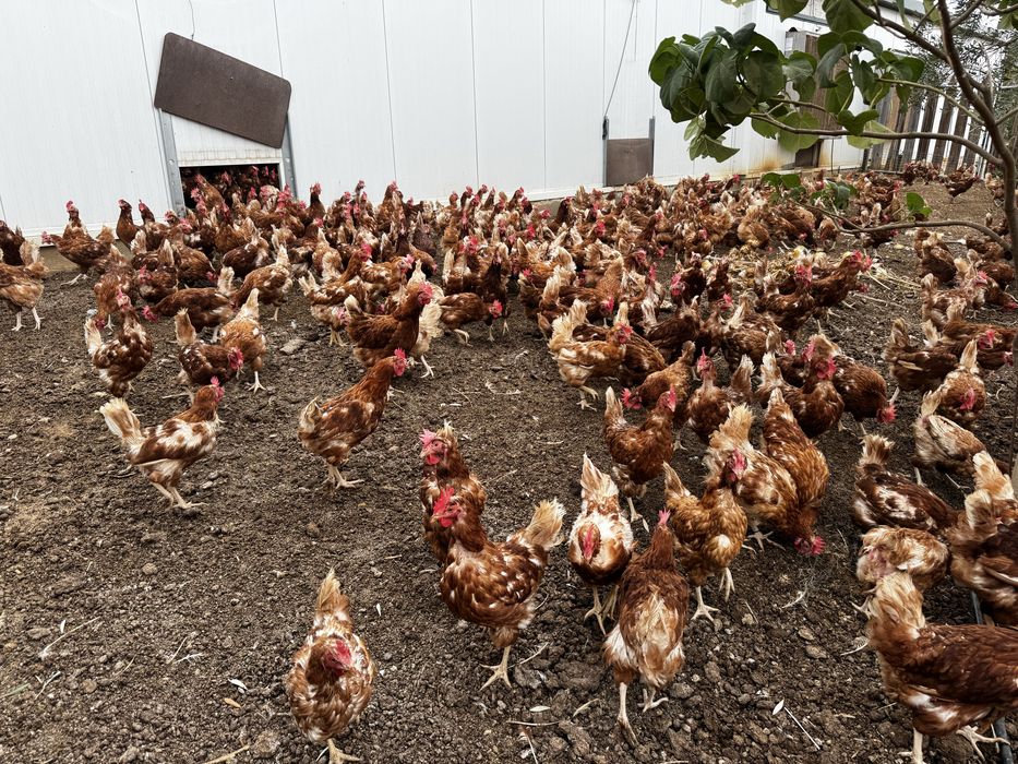 Galinhas poedeiras