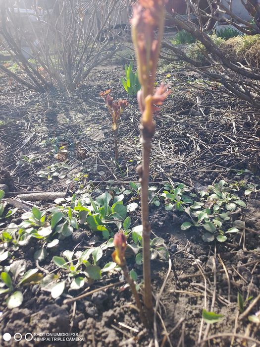 Пропродам дерево видний піон від 50 грн