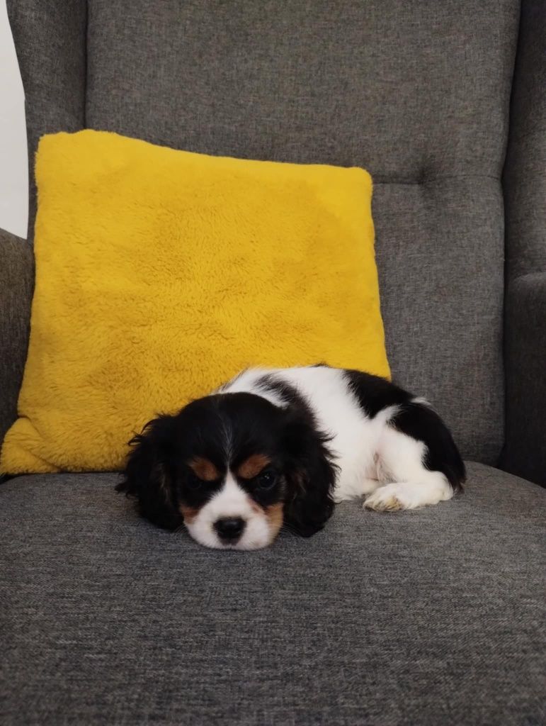 Cavalier King Charles Spaniel, sunia.