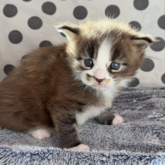 Maine Coon kocurek odbiór w Mikolaja 6.12