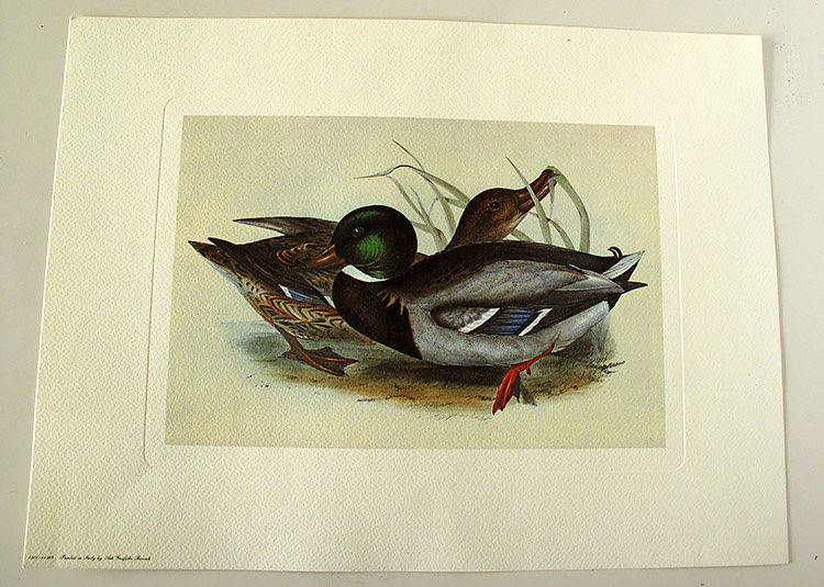 Gravuras: borboletas e aves