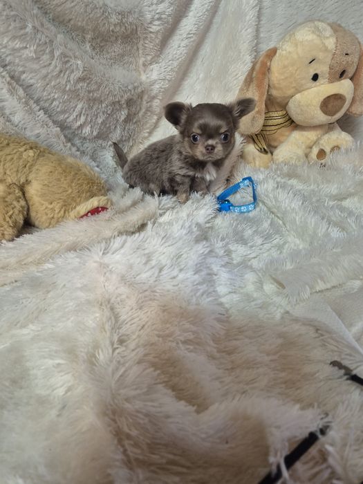 Chihuahua Macho Pêlo Comprido Com Lop Criadora Registada PT3088FL FL