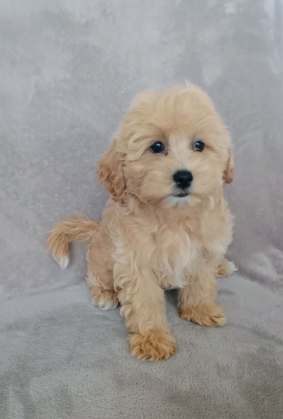Piękna suczka Maltipoo