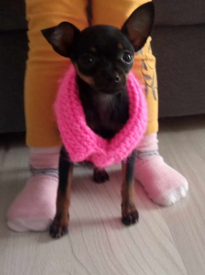 Cieplutkie Ubranko Sweterek XXS ratlerek chihuahua