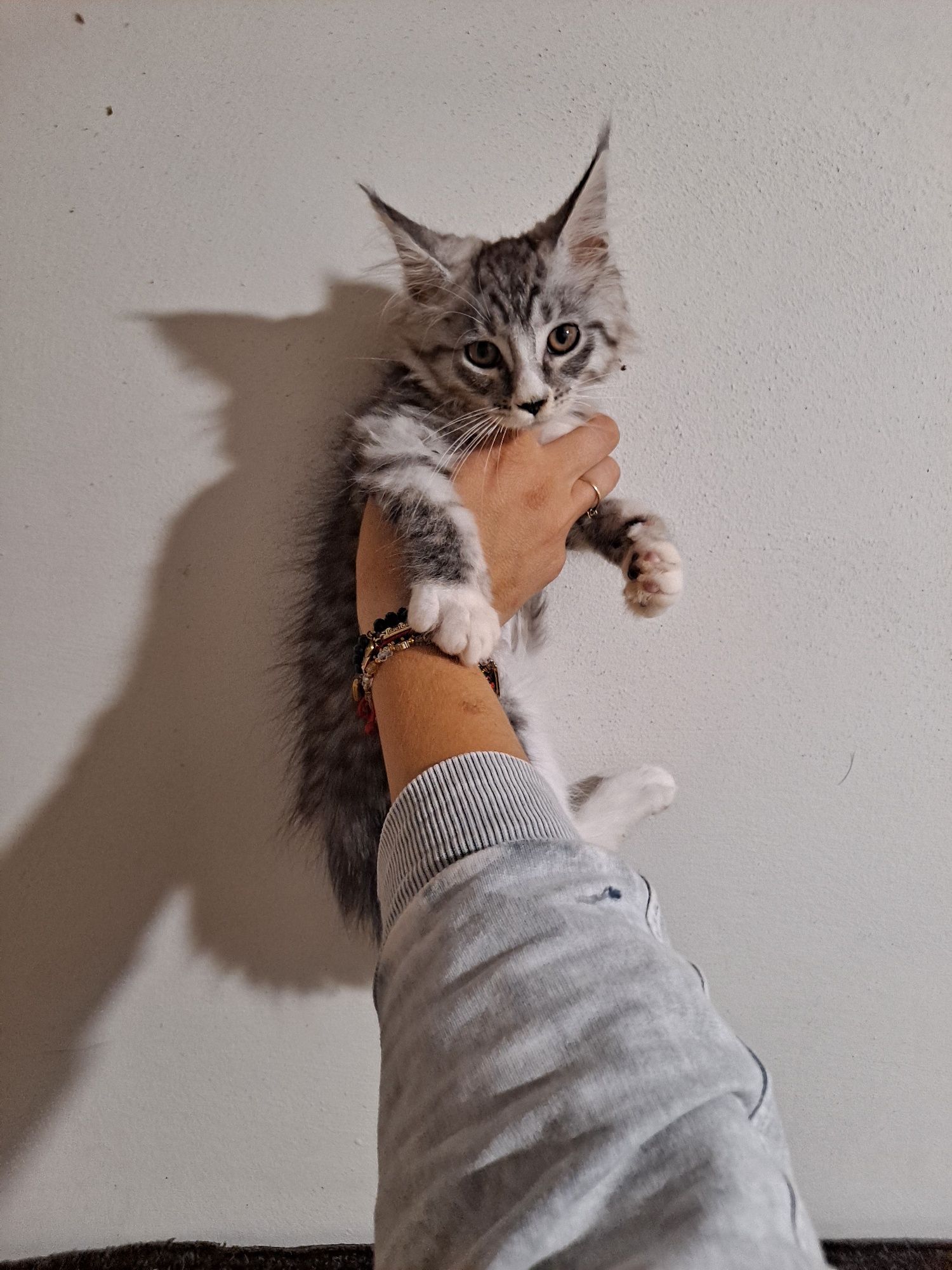 Śliczna kotka maine coon