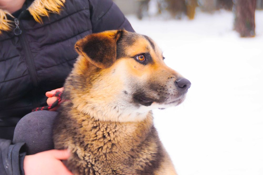 Dobosz radosny energiczny piesek