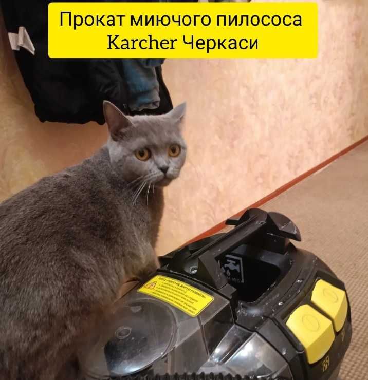 Оренда миючого пилососа Karcher Puzzi 8/1 Черкаси