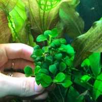 Anubias barteri var. nana Petite/Анубиас Петит