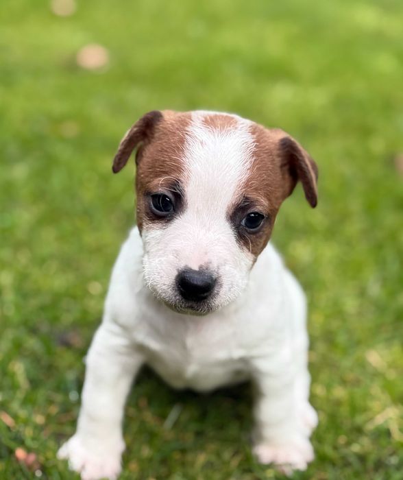 Jack Russell Terrier od # Smartie Jacks # MALE Jack parents FCI/ZKwP