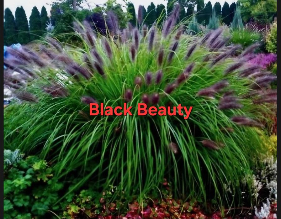 Rozplenice/rozplenica Black Beauty,Red Head i inne