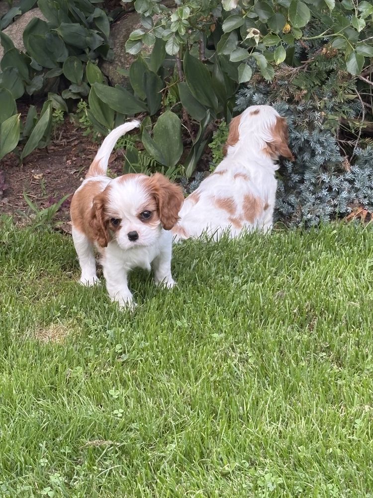 Cavalier King Charles Spaniel ZkwP FCI