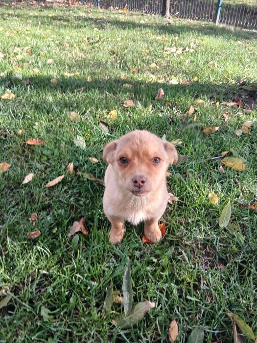 Oddam za darmo w dobre ręce..