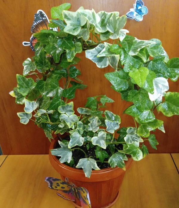 плющ пёстролистный, ХЕДЕРА,  комнатные растения цветы для интерьера