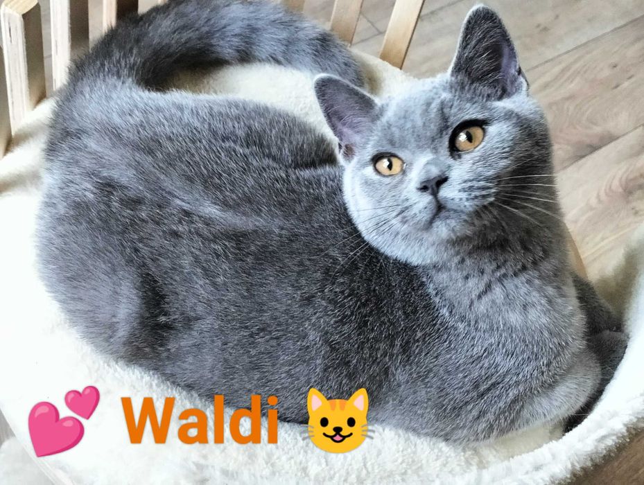 Kochany Waldi Rodowód Międzynarodowy