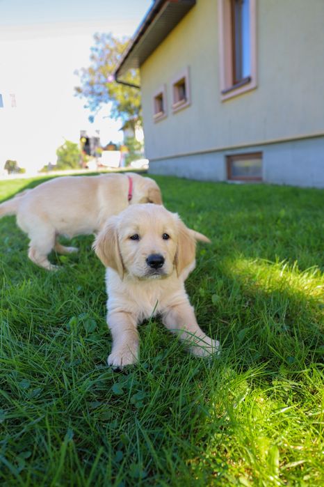 Golden retriever