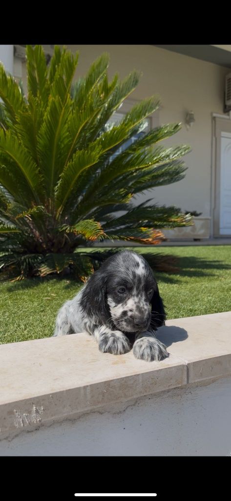 Cocker spaniel inglês fêmea