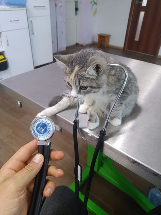 Стерилізація собак і котів у Слов’янську та Краматорську