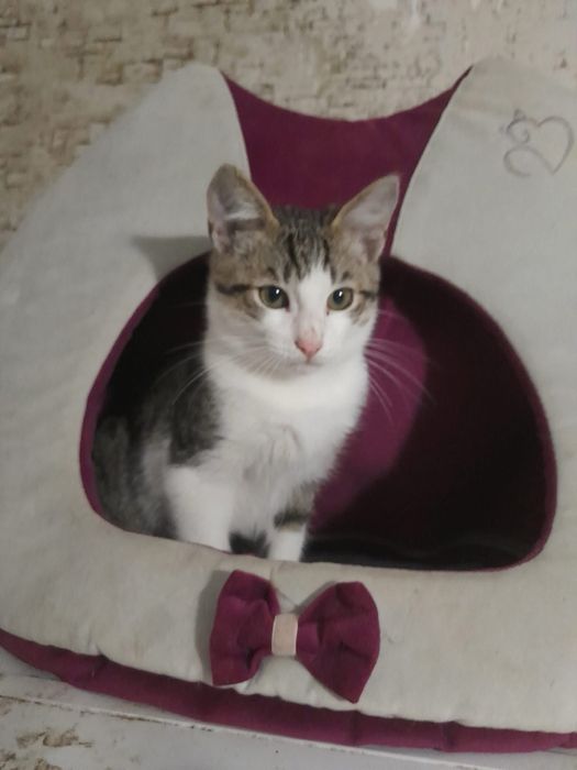 Котенята шукають сімʼї