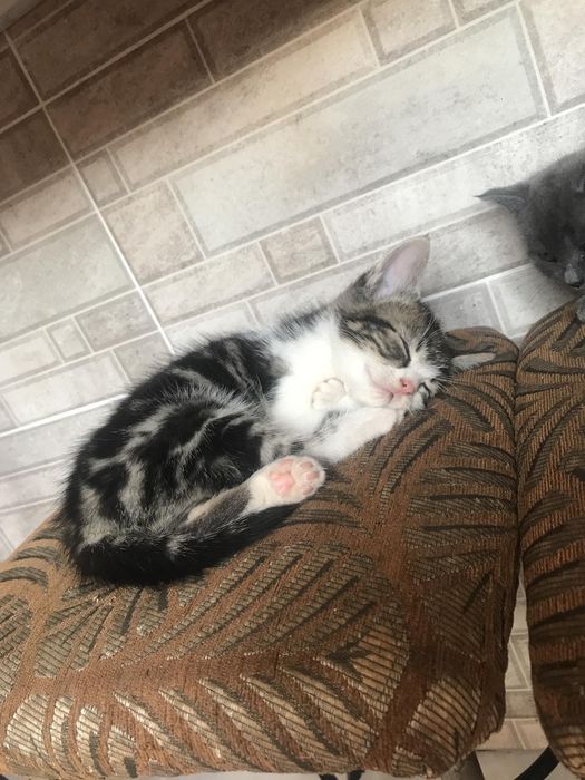 Віддам кошеня безкоштовно