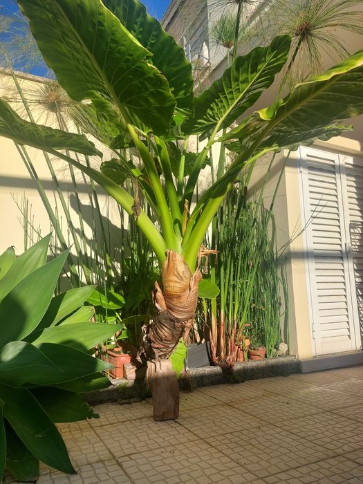 Vender Planta orelha de elefante Gigante