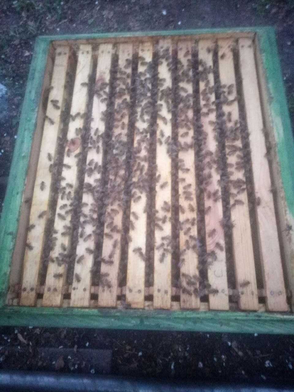 Продам пчёл, Харьков, бджоли Харків