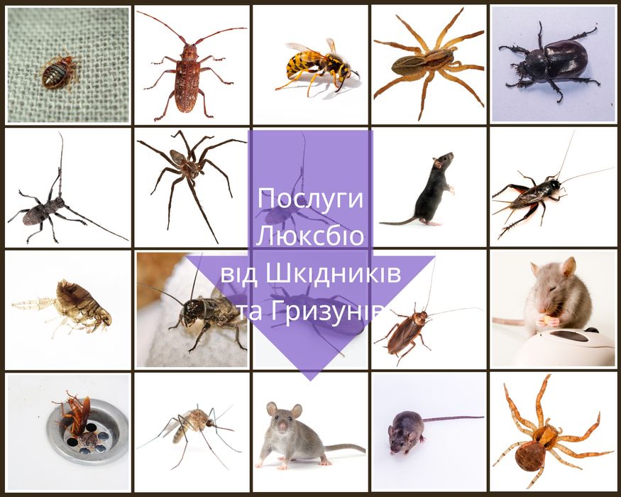 ТРАВЛЯ Тараканов Клопов БЛОХ