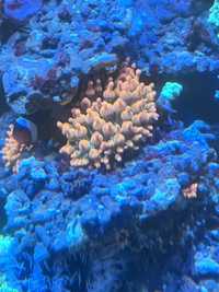 Ukwiał  quadri rainbow ryba morska akwarium morskie koralowiec korale