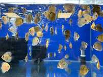 Paletki Discus Dyskowce mix odmian ok. 5cm
