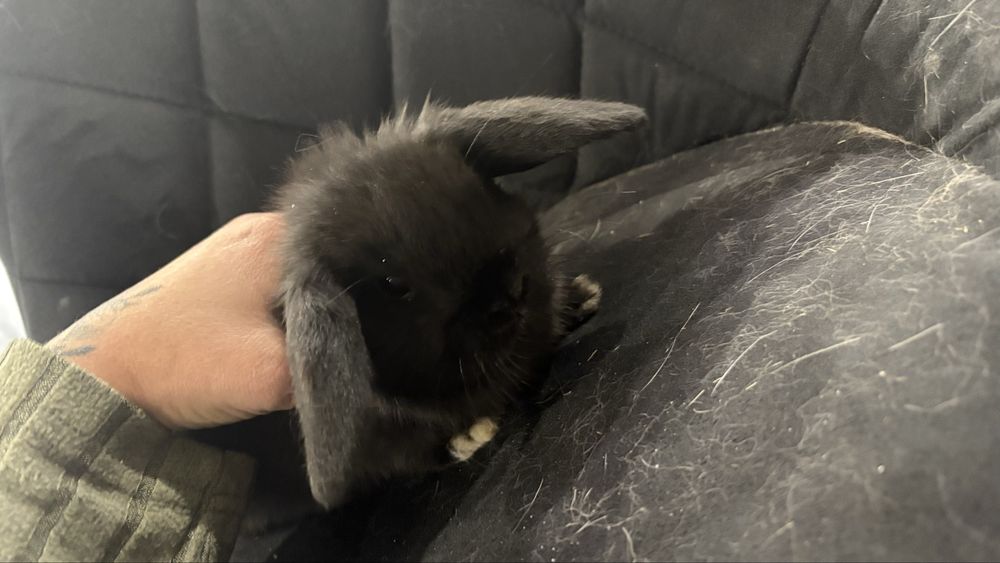 Kroliczek minilop ostatni wolny