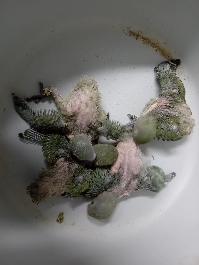 Agapornis Rossicolis criar à mão e independentes Aveiro